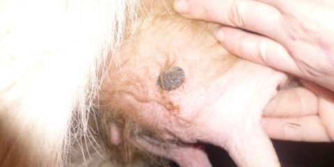 Velike boginje kod krava na vimenu: kako liječiti, prognoza i prevencija